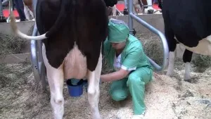 Hogyan tehenet fejőgép - technológiát és gyakorlatot, videó felülvizsgálat