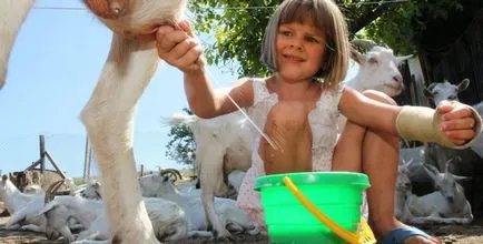 Hogyan tejet egy kecske után ellés, ha lehetővé teszik, hogy a megközelítés a gyerekek