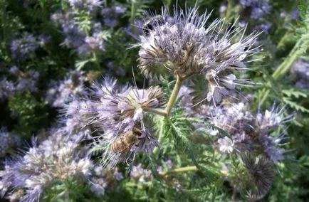 Ahogy sántít, mint a talaj a kertben, tavasszal, nyáron, ősszel