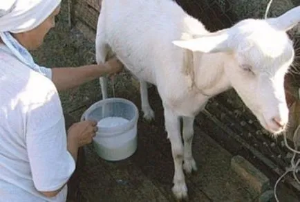 Hogyan tejet egy kecske után ellés, ha lehetővé teszik, hogy a megközelítés a gyerekek