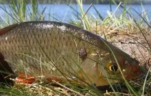 Hogyan lehet elkapni sabrefish a gumi, feeder, fonás, csali és a Bombardier - amennyiben a fogást (gumi) Hogyan lehet elkapni sabrefish a gumi, feeder, fonás, csali és a Bombardier - ahol a fogás