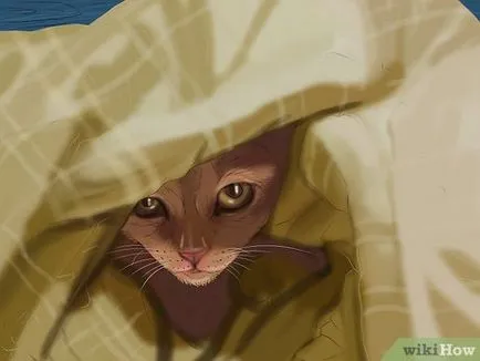 Hogyan határozzák meg, hogy a macska a depresszió