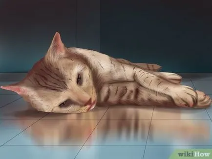 Hogyan határozzák meg, hogy a macska a depresszió