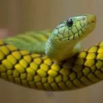 Megkülönböztetve kígyó vipera (különbséget) Hogyan lehet megkülönböztetni a kígyó a vipera