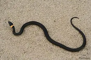 Megkülönböztetve a összeadó kígyó főbb jellemzői (összeadó) Hogyan lehet megkülönböztetni a vipera kígyó a fő megkülönböztető jellemzője