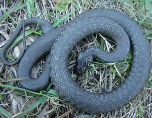 Amint különböztetni a összeadó kígyó főbb jellemzői (jellemzők) Hogyan lehet megkülönböztetni a vipera kígyó a fő megkülönböztető jellemzője