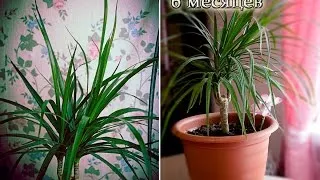 Hogyan transzplantáció dratsenu otthon ötletek (transzplantációs) Hogyan transzplantáció dratsenu körülmények otthon tippek
