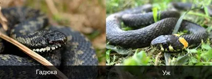 Hogyan lehet megkülönböztetni a kígyó a vipera (Mi állat él) Hogyan lehet megkülönböztetni a kígyót a vipera
