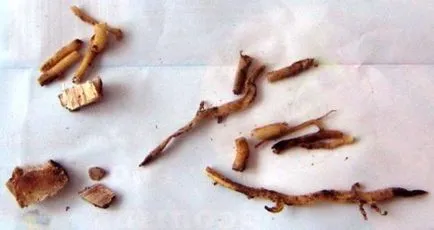 Hogyan transzplantáció dratsenu otthon vásárlást követően is (dracaena) Hogyan transzplantáció dratsenu otthon vásárlás után