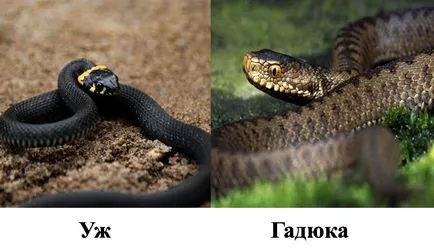 Hogyan lehet megkülönböztetni a kígyó a vipera fotó és videó (nem mérges kígyók mérges) Hogyan lehet megkülönböztetni a kígyó a vipera fotó és videó