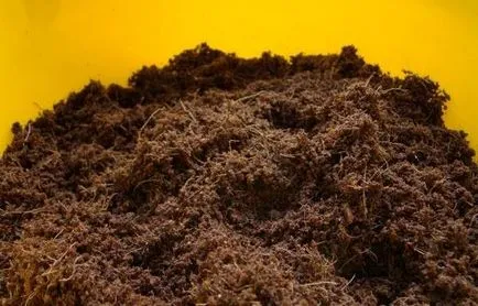 Hogyan transzplantáció dratsenu otthon a vásárlás után (körülmények) Hogyan transzplantáció dratsenu otthon vásárlás után