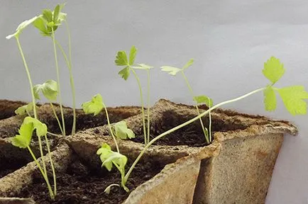 Hogyan transzplantáció a palánták a tőzeg cserépben a földbe
