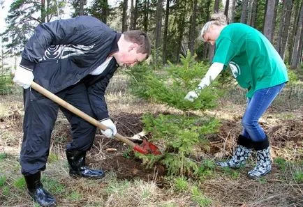 Hogyan transzplantáció lucfenyő az oldalon