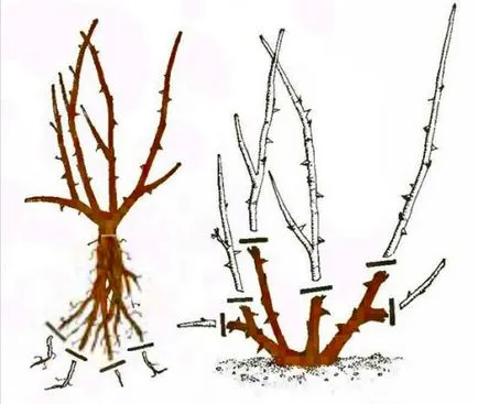 Hogyan transzplantáció felnőtt autumn rose, előnyök őszi ültetés (transzplantációs) Hogyan transzplantáció felnőtt autumn rose, előnyök őszi ültetés