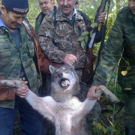 Hogyan kell kezelni a vadászok azok knackers vagy igazi férfi