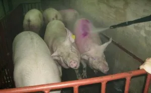 Hogyan kell elkészíteni a helyszínen vágásra és vágósertés (sertésvágó módszerek) Hogyan készítsünk helyet a vágást, a vágás egy disznó
