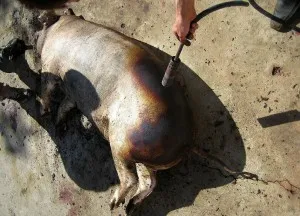 Hogyan kell elkészíteni a helyszínen vágásra és vágósertés (Slaughter) Hogyan készítsünk helyet a vágást, a vágás egy disznó