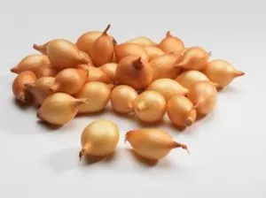 Hogyan készüljünk hagyma hagyma növény tavasszal