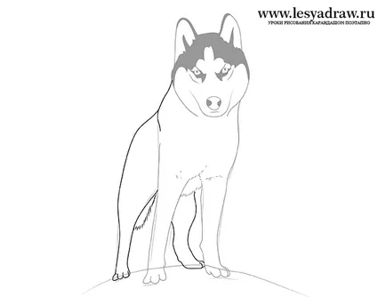 Hogyan kell felhívni a Husky szakaszában (sorsolás) Hogyan kell felhívni lépésről lépésre Husky