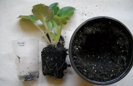 Hogyan transzplantáció a lila otthon lépésről lépésre (home) Hogyan transzplantáció a lila otthon lépésről lépésre
