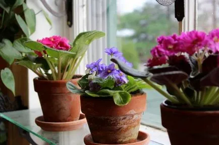 Hogyan transzplantáció a lila otthon lépésről lépésre (feltételek) Hogyan transzplantáció a lila otthon lépésről lépésre
