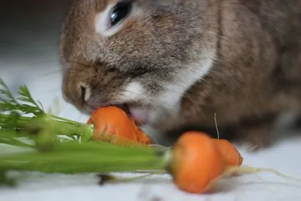 Csakúgy, hányszor egy nap, és mi a takarmány egy dekoratív nyúl otthon tippek (nap) Csakúgy, hányszor egy nap, és mi a takarmány egy dekoratív nyúl otthon tippek