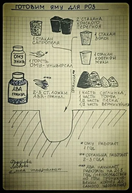 Hogyan ültetni rózsát