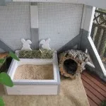 Hogyan kell tanítani a nyúl a serpenyőbe fotók és videók a WC dekoratív pet (nyúl) Hogyan kell tanítani a nyúl a serpenyőbe fotók és videók a WC dekoratív pet