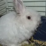 Hogyan kell tanítani a nyúl a serpenyőbe fotók és videók a WC dekoratív pet (tálca) Hogyan kell tanítani a nyúl a serpenyőbe fotók és videók a WC dekoratív pet