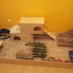 Hogyan kell tanítani a nyúl a serpenyőbe fotók és videók a WC dekoratív pet (tálca) Hogyan kell tanítani a nyúl a serpenyőbe fotók és videók a WC dekoratív pet