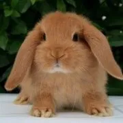 Hogyan kell tanítani a nyúl a serpenyőbe fotók és videók a WC dekoratív pet (tanítása) Hogyan kell tanítani a nyúl a serpenyőbe fotók és videók a WC dekoratív pet