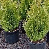 Hogyan növény arborvitae és az őket gondozó