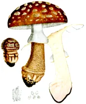 gombák
