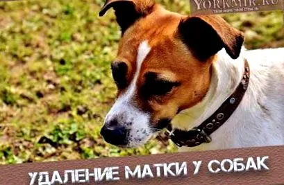 післяопераційний