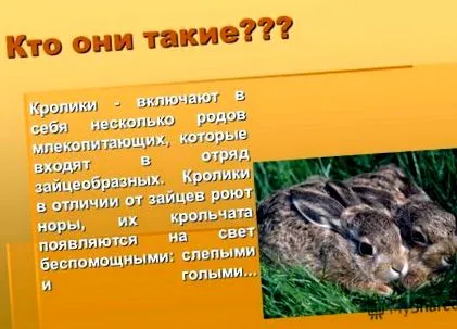 macskahoroszkóp