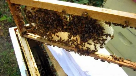 Hogyan készítsünk egy méh törzsek lépésről lépésre útmutató