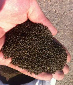 Hogyan kell vetni lucerna, milyen a növény a lucerna (koca) Hogyan kell vetni lucerna, milyen a növény a lucerna