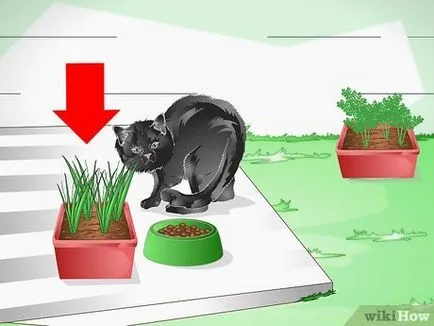 Hogyan védi a szobanövények cat (növény) Hogyan védi a szobanövények macska-