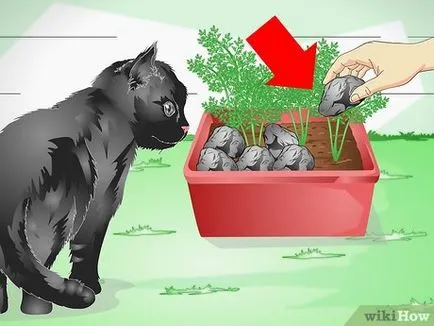 Hogyan védi a szobanövények cat (növény) Hogyan védi a szobanövények macska-