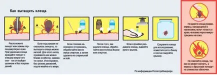 Úgy néz ki, mint egy kullancs a kutya viszketés, a bőr és egyéb (kutya) Úgy néz ki, mint egy kullancs a kutya viszketés, a bőr és egyéb