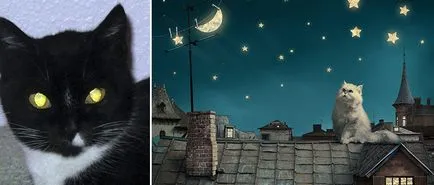 Hogyan látja az állatok 1