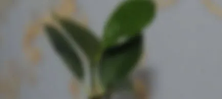 Hogyan növekszik bonsai (otthon)