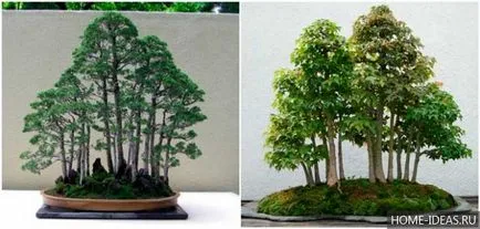 Hogyan növekszik bonsai az otthoni videó és fénykép, bonsai stílusok