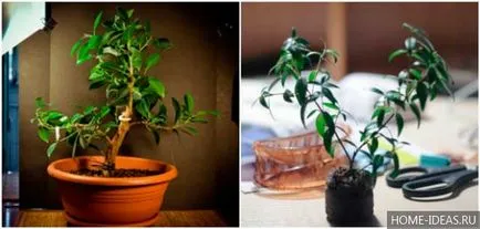 Hogyan növekszik bonsai az otthoni videó és fénykép, bonsai stílusok