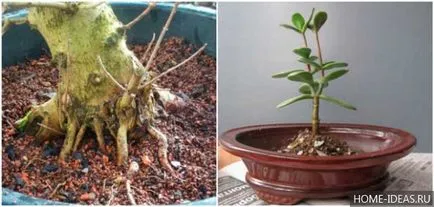 Hogyan növekszik bonsai az otthoni videó és fénykép, bonsai stílusok