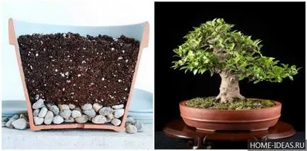 Hogyan növekszik bonsai az otthoni videó és fénykép, bonsai stílusok