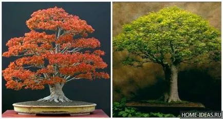 Hogyan növekszik bonsai az otthoni videó és fénykép, bonsai stílusok
