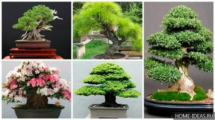Hogyan növekszik bonsai az otthoni videó és fénykép, bonsai stílusok
