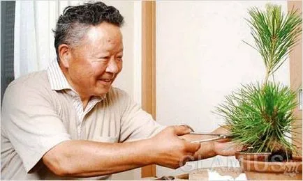 Hogyan növekszik bonsai (otthon)