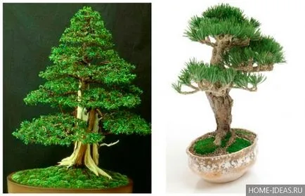 Hogyan növekszik bonsai az otthoni videó és fénykép, bonsai stílusok